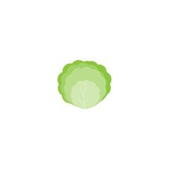 This is cabbage on white background.