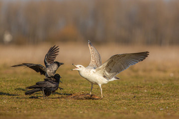 Great black backed gull  (Larus marinus)
