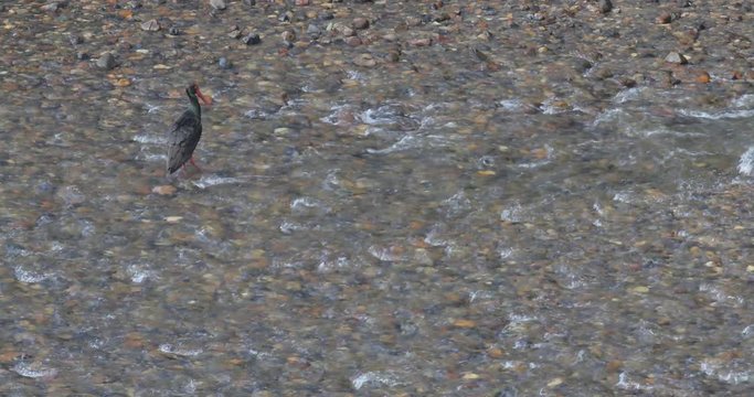 Black stor in the river water, Arda, Madzharovo, Bulgaria. Black stork in the green forest habitat. Wildlife scene from nature. Bird Black Stork with red bill, Ciconia nigra.