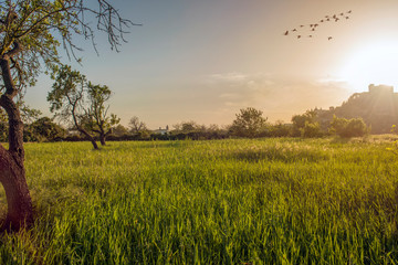 Mallorca sunset in spring near Arta