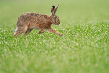 Wild European Hare ( Lepus Europaeus ) Close-Up On Green Background