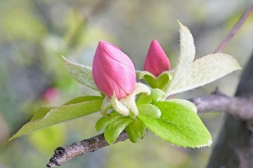 pink buds and flowers of quince japanese on the branches
