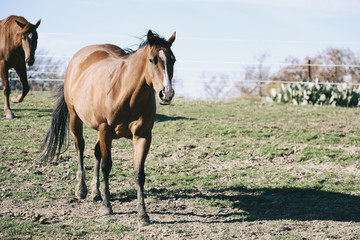 Bay horse in the farm field with copy space.