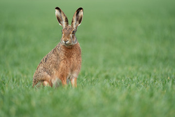 Naklejka premium Wild European Hare ( Lepus Europaeus ) Close-Up On Green Background
