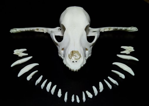 vista frontal de cráneo de  perro con medio circulo de dientes y mandíbulas como linea horizonte