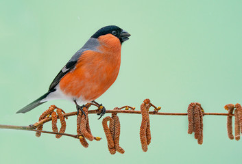 Eurasian bullfinch (pyrrhula pyrrhula) sits on a branch in a forest park .
