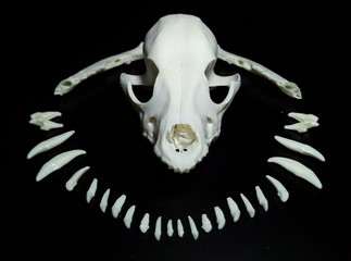 craneo de perro con dientes al rededor y mandibulas en fondo negro exposicion