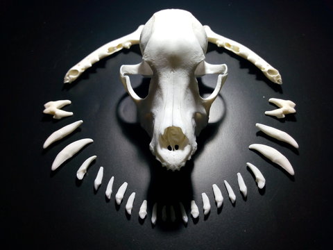 cráneo de perro rodeado de dientes y mandíbulas como orejas