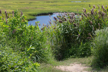 Rushes and tall vegetation along the banks of wetlands in Maryland