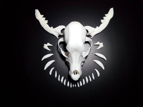 cráneo de canino con dientes al rededor en fondo negro y mandibulas simulando cuernos