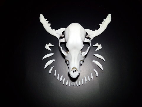 Cráneo de perro con dientes al rededor y mandibulas simulando un toro