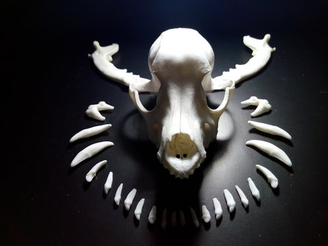 cráneo de perro con dientes y mandíbulas al rededor con vista frontal