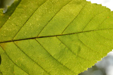 Green leaf in on blure background