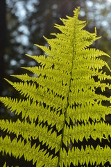 Green fern in forest © Jakub