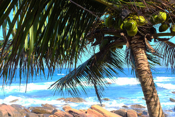 Coconut tree on the background of the Indian Ocean