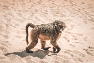 baboon