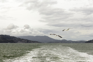 Fototapeta na wymiar Sea Gulls trail a ferry in San Francisco Bay