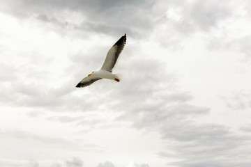 A seagull flies against a cloudy San Francisco day
