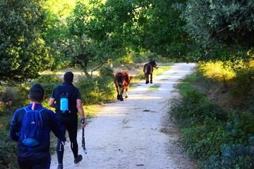 people walking with horses