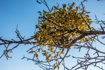 Misteln auf Baum im Frühjahr