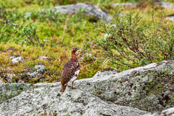 partridge in wildlife in the rain distracts from chicks