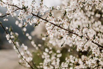 Springtime, magnolia blossoms