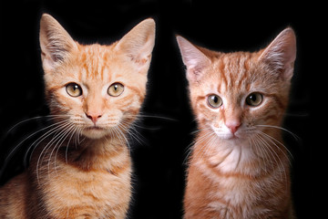 Obraz premium Beautiful cute cats together