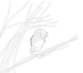 realistic line drawing illustration of a seahorse