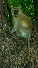 Shocked Monkey