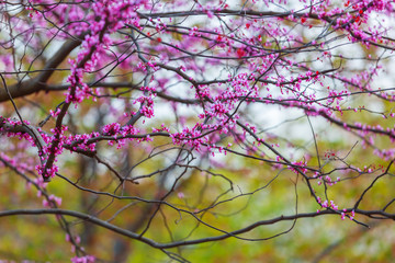 Sprinf soft floral background. Panoramic spring view. Purple flowers of Cercis canadensis close-up. Delicate floral background. Pink flowers on a blurry green background.
