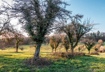 Obstbaumschnitt im Frühjahr