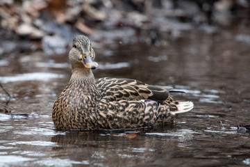Closeup Pond Swimmer Solitary Green Brown and White Female Mallard Duck