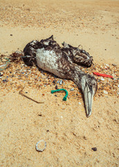 Dead seagull on beach 3