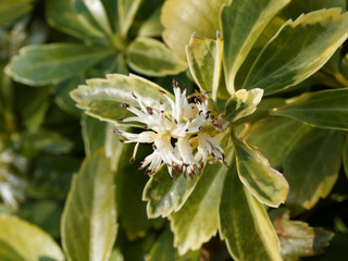 Fototapeta na wymiar Pachysandra terminalis | Pachyssandre du Japon. Gros plan sur bourgeons et fleurs blanches à verdâtre sans pétales