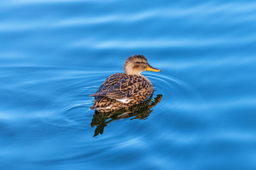 Portrait of adult female gadwall floating in water