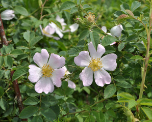 It blooms in nature dog rose
