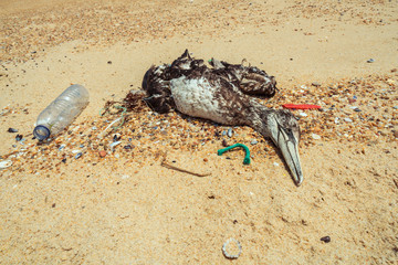 Dead seagull on beach 4