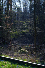 Obraz premium Forêt