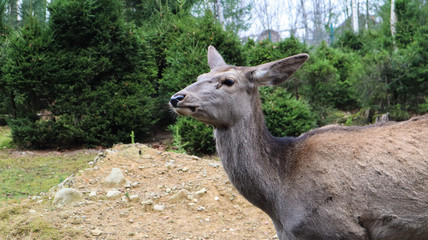 deer in the forest