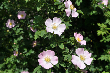It blooms in nature dog rose
