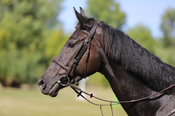  Side view head shot of a beautiful show jumper horse on natural background