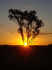 Fototapeta na wymiar Sunset in the Brazilian Cerrado