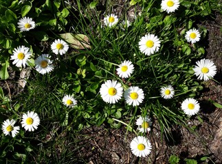 White small flowers of Daisies, Bellis perennis in the garden. © beres