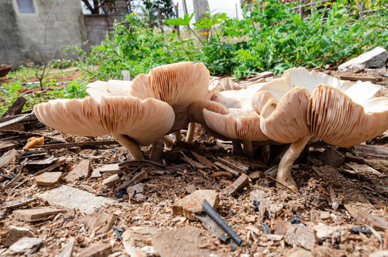 Side Of Cluster Of Pluteus Petasatus