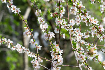 branches of spring flowers