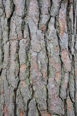 Background of old pine bark