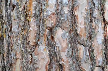 Background of old pine bark