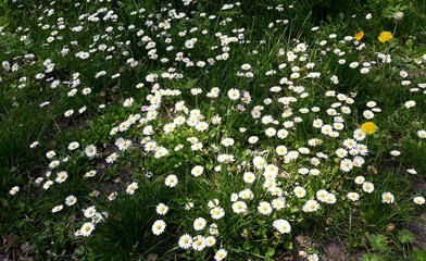 White small flowers of Daisies, Bellis perennis in the garden. © beres