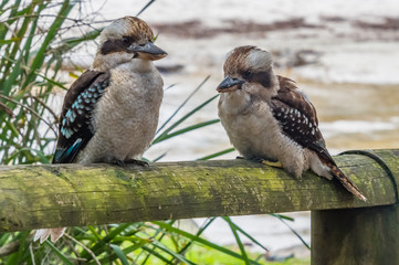 Kookaburras on a fence post