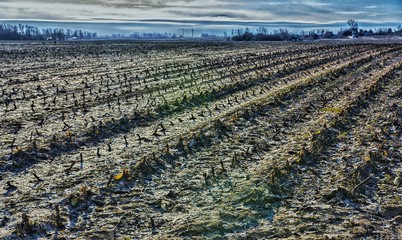 rows of young plants in a field